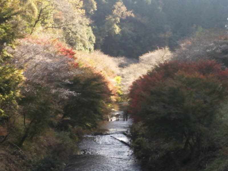 小原の四季桜（4）／紅葉と共に