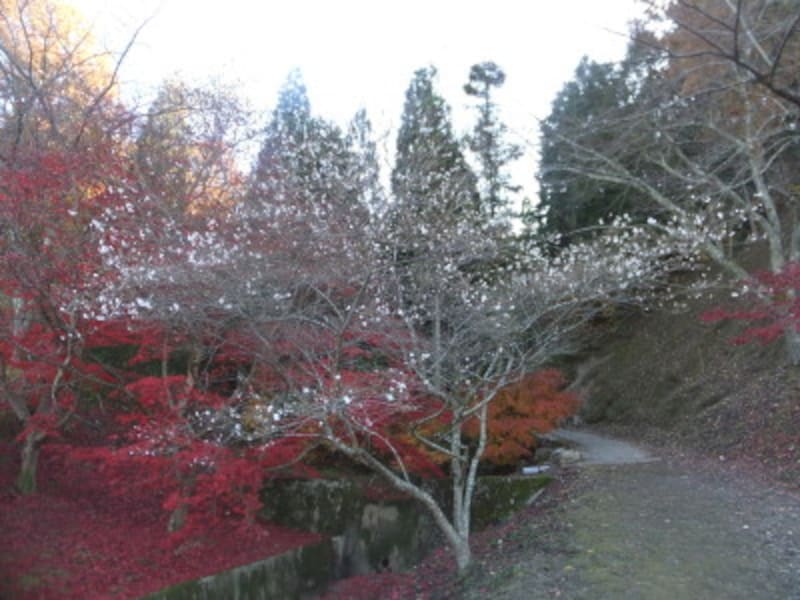 小原の四季桜（6）／紅葉と共に