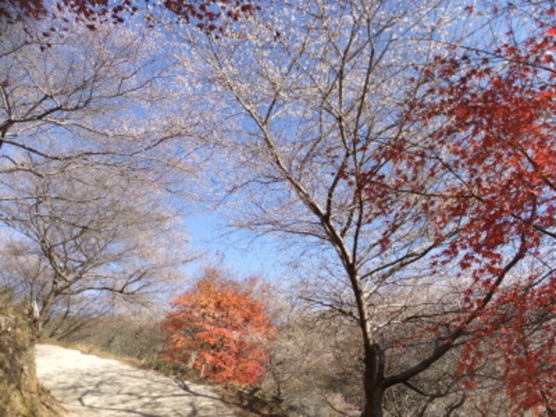 小原の四季桜（7）／紅葉と共に