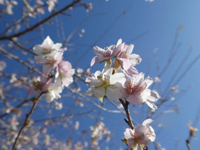 小原の四季桜(2)
