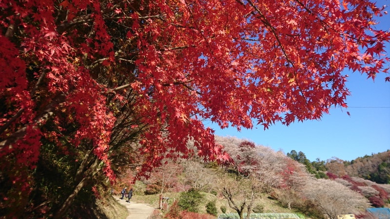 小原の四季桜(7)/川見四季桜の里・紅葉と共に
