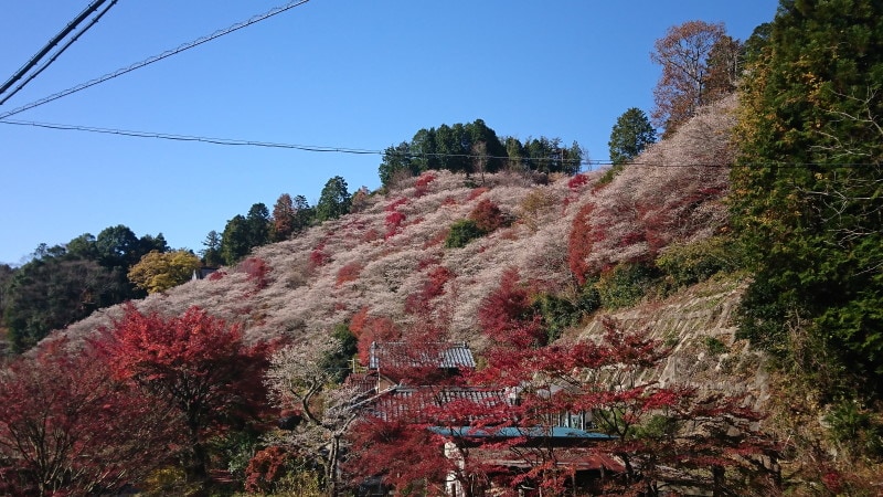 小原の四季桜(9)/川見四季桜の里・紅葉と共に