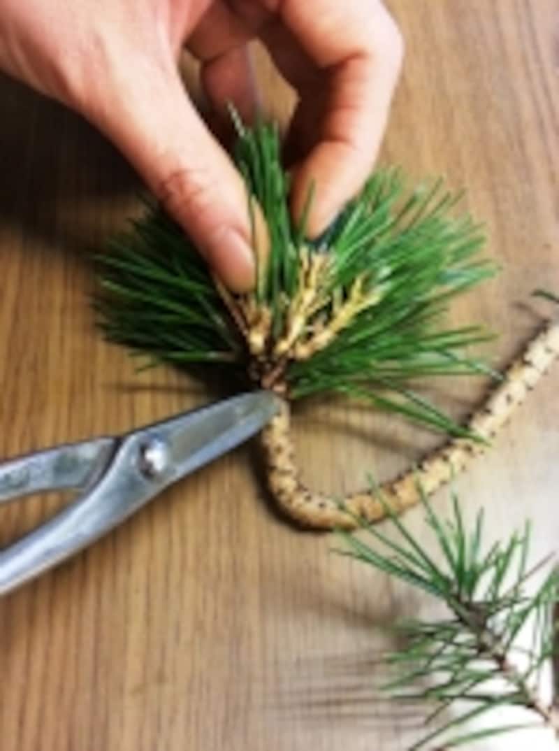 ハカマを残して切る