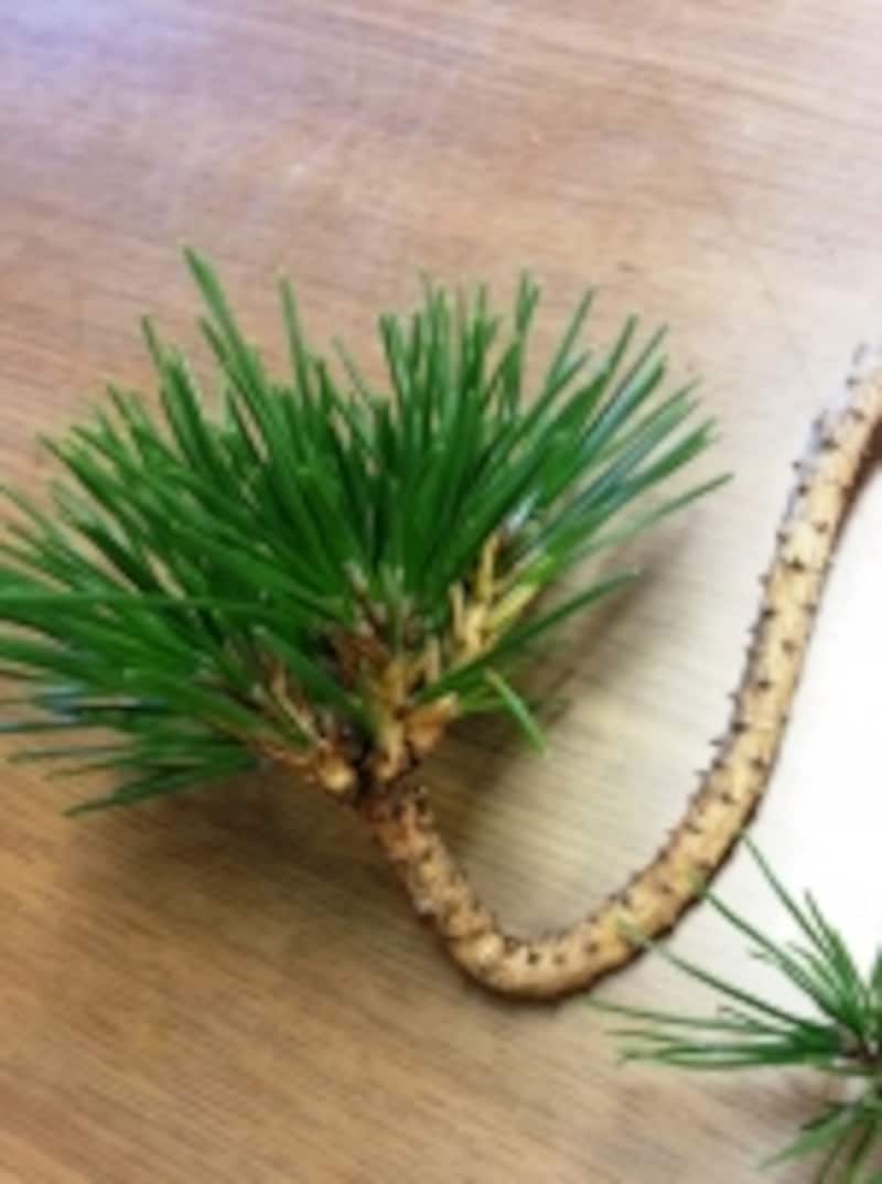 今年の葉を残す