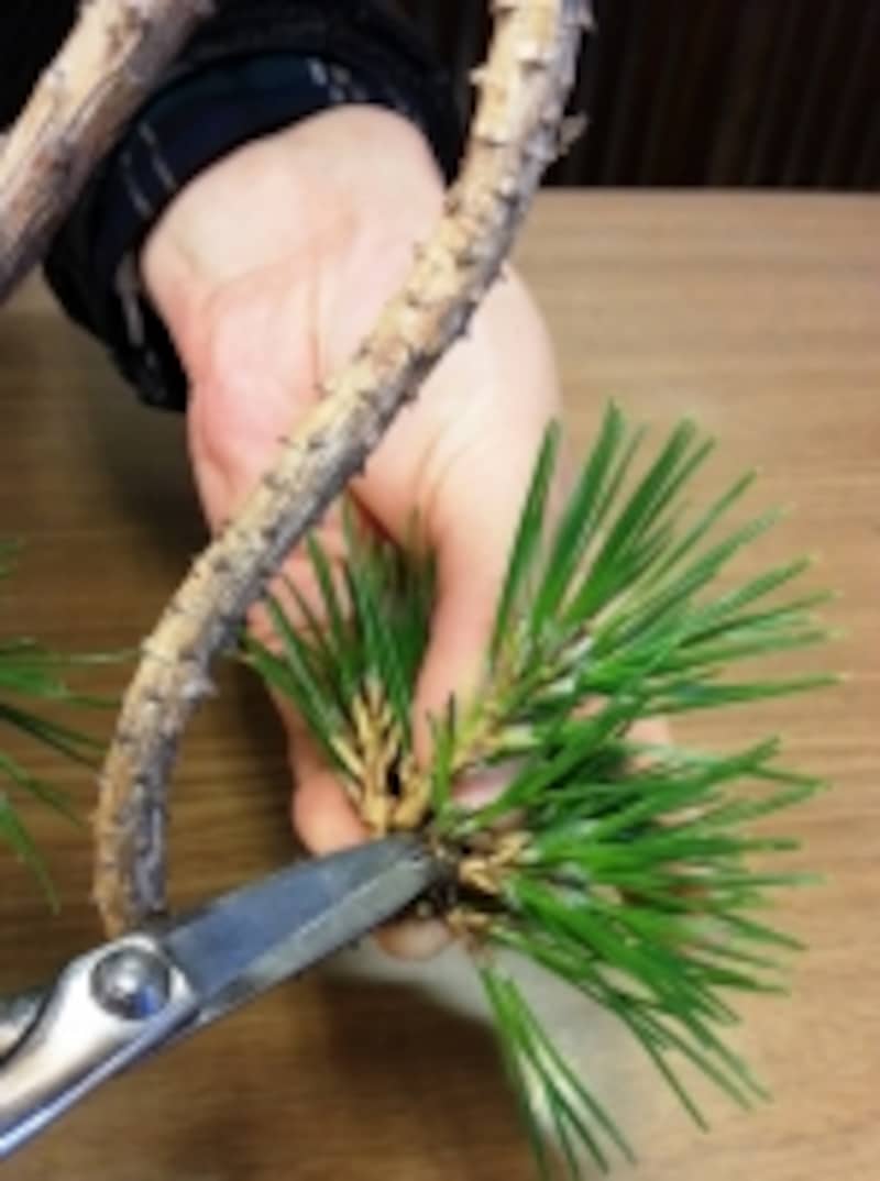 小枝の密集を減らす