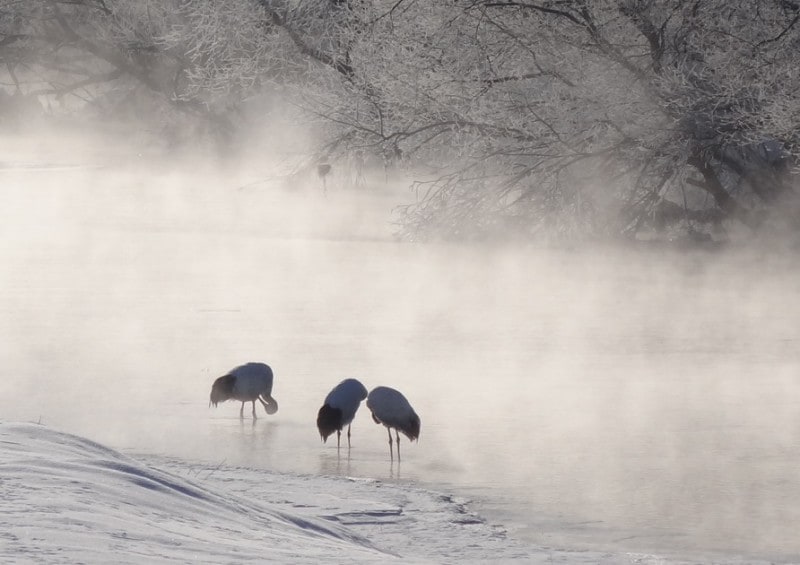 タンチョウ,バードウォッチング,鳥,冬,雪,雪景色,雪化粧,観察,カメラ,野鳥,野鳥観察