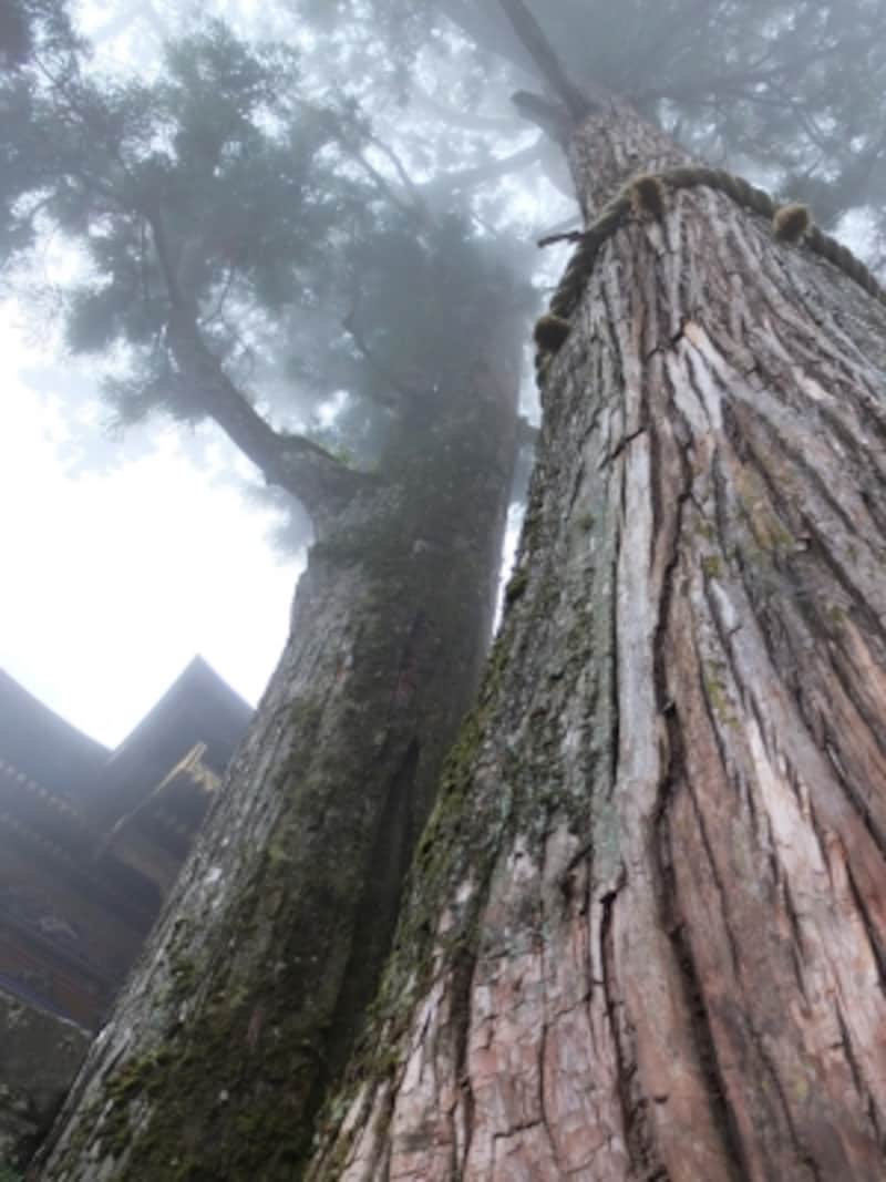 畠山重忠公が奉納したご神木　パワーの源