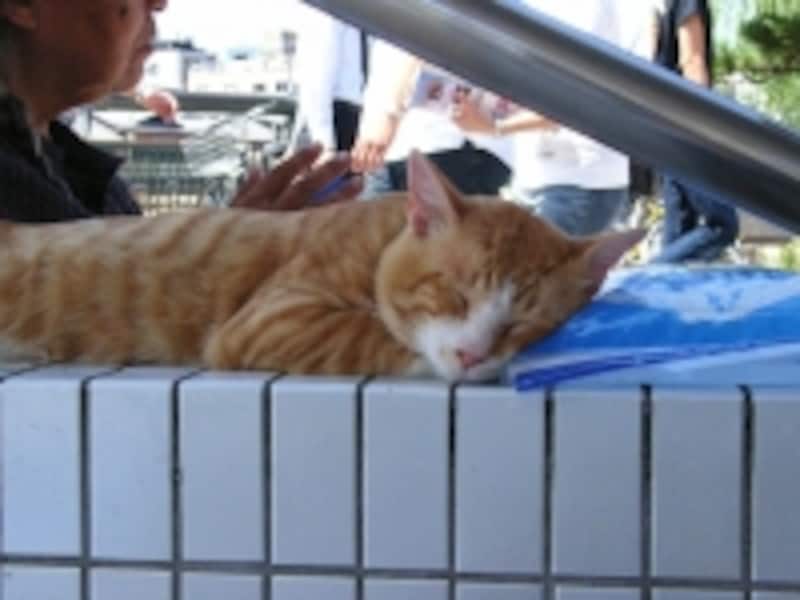 4月～5月は40℃を超える毎日！暑いニャ～……食べ物にも注意！