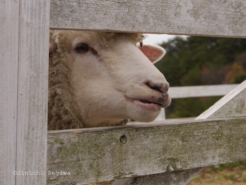 羊の写真