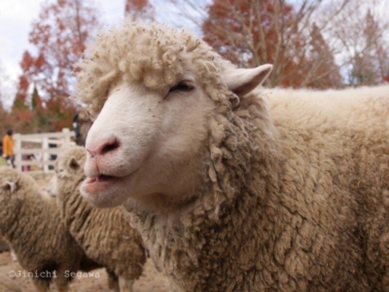 2 2 年賀状にも 羊の面白い表情を撮りに行こう 写真撮影 All About