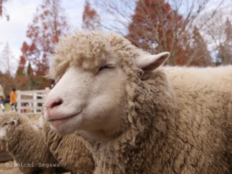 2 2 年賀状にも 羊の面白い表情を撮りに行こう 写真撮影 All About