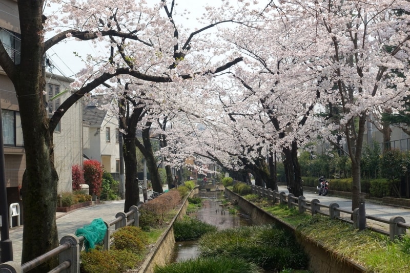 四季を通じて楽しめる桜並木