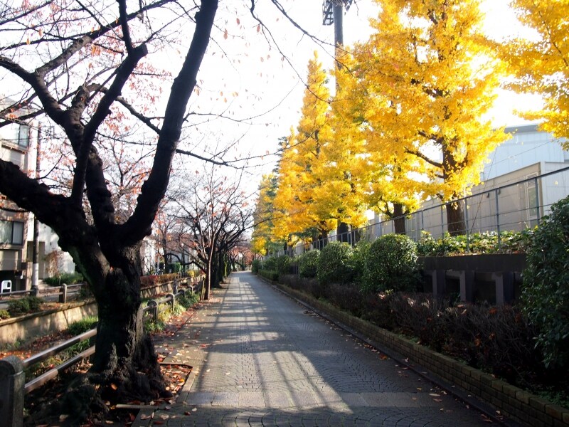 桜の紅葉とともに楽しいコントラストだ