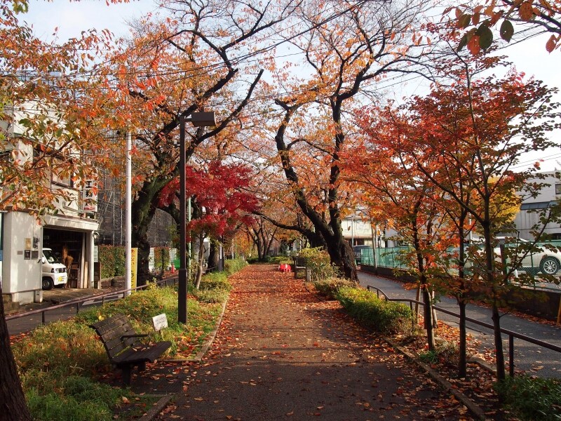 桜のオレンジ色ともみじの紅葉が素敵だ