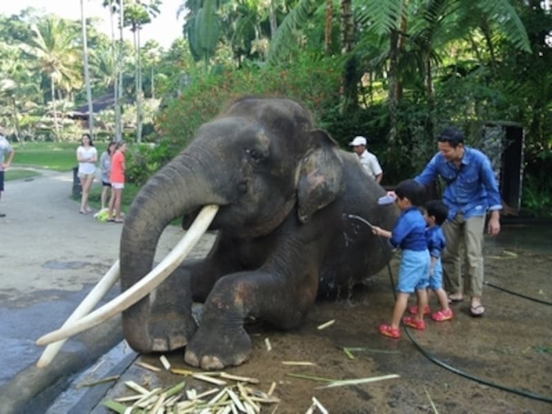 こんな感じで洗い終わるのを待ってくれます