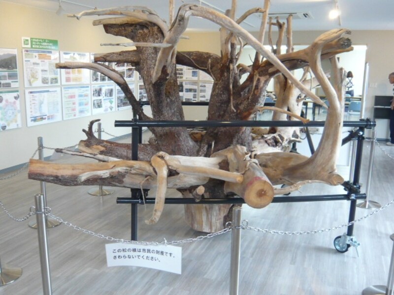 高田松原の被災マツ