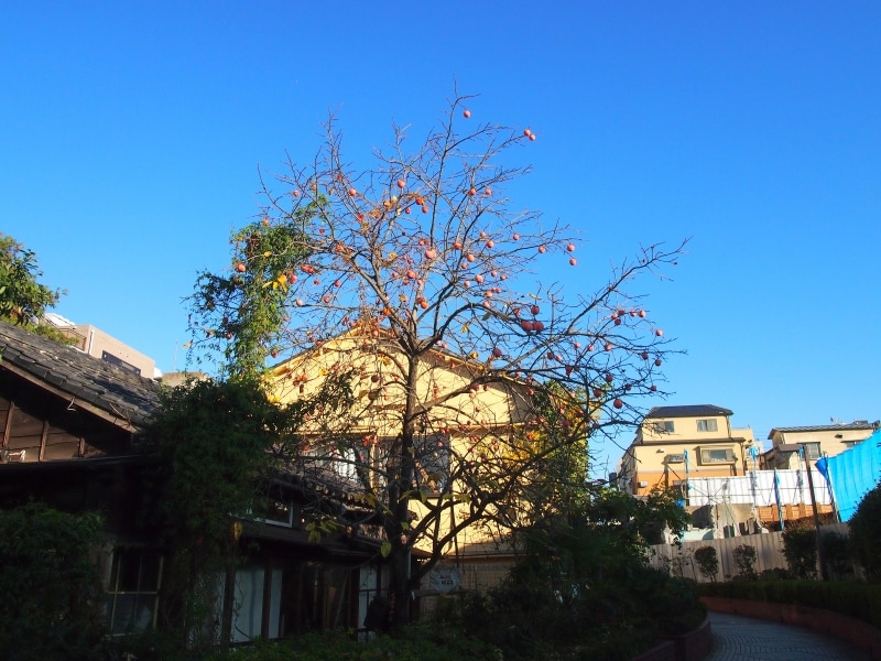 残念ながらこの日は定休日だった