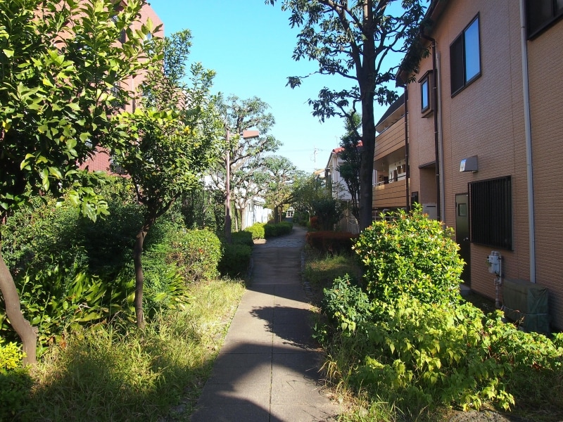 歩きやすい細い道が伸びている