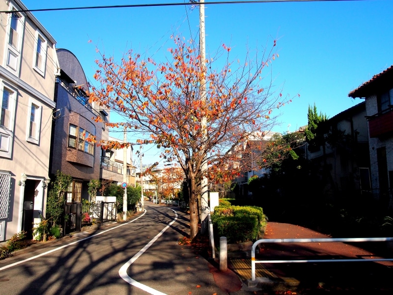 桜並木も続いている