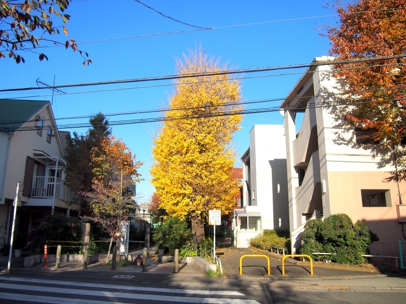 大きな銀杏の木がある