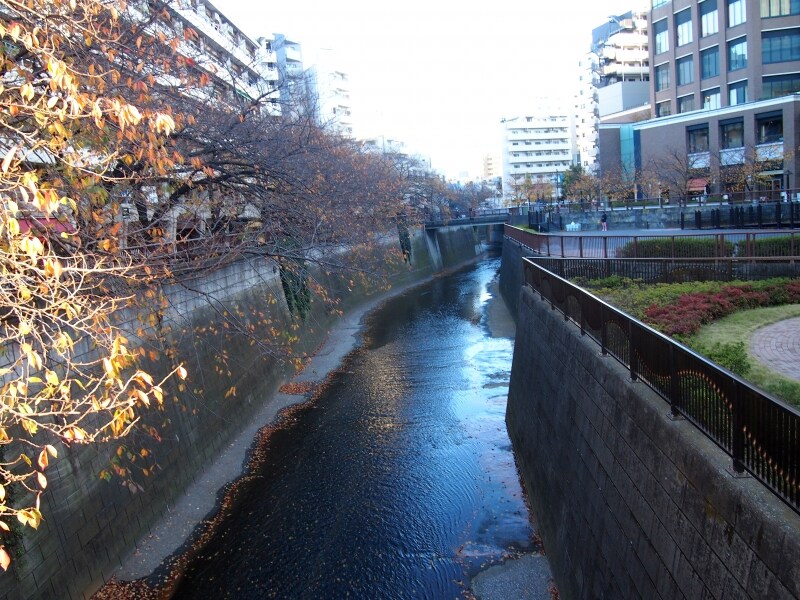 ここで蛇崩川緑道散歩は終了