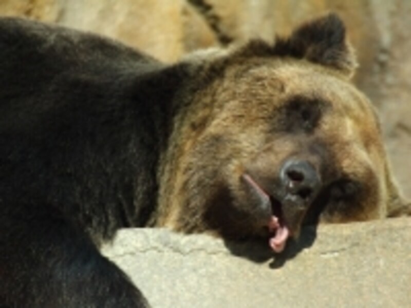 昼寝をするくまの画像