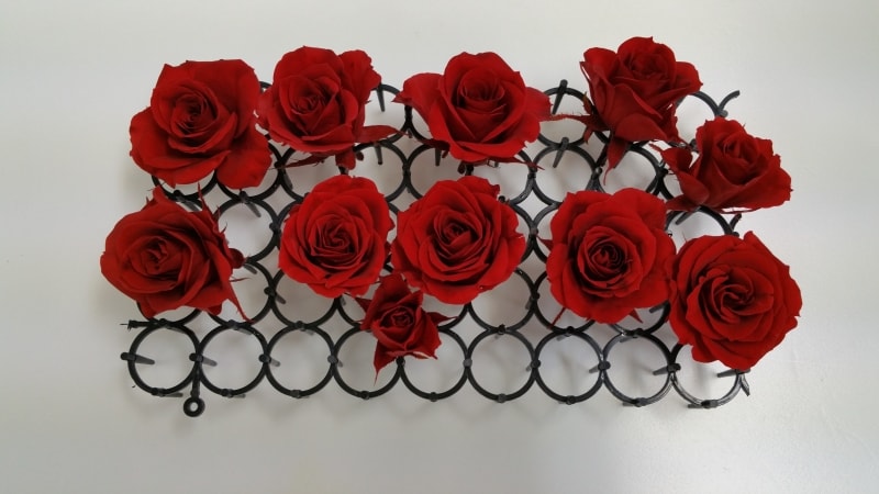 乾燥させたイルゼ