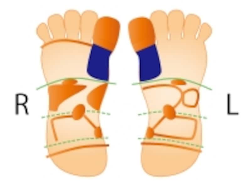 甲状腺の反射区