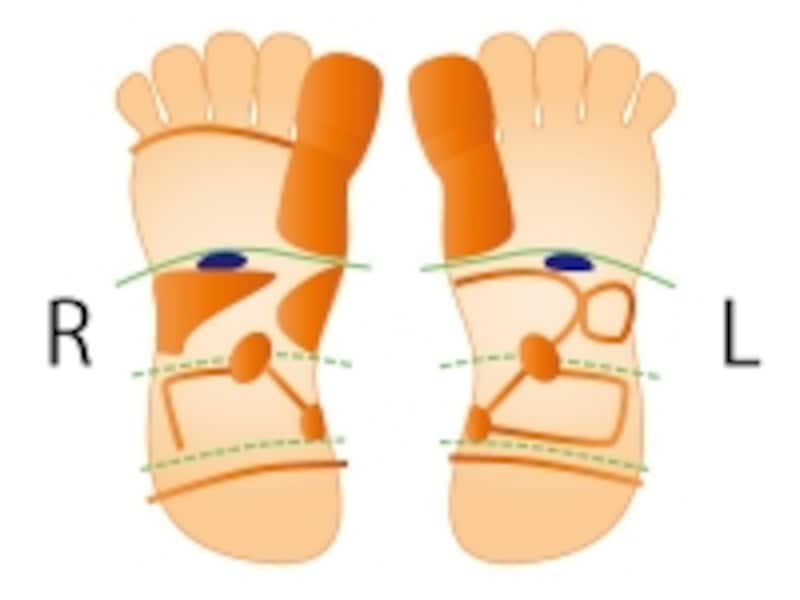 太陽神経叢の反射区