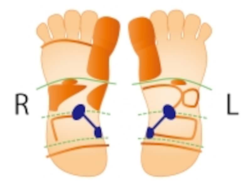 泌尿器系の反射区