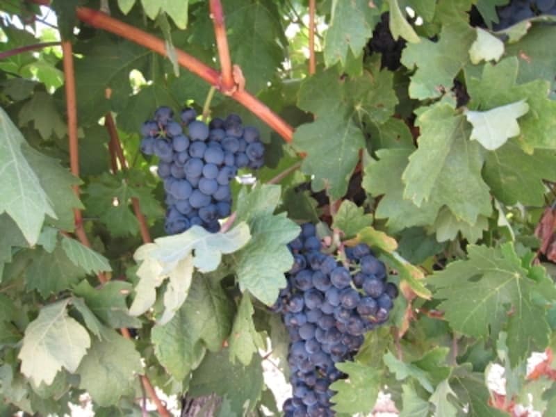 伝統的な赤ワインならテンプラニージョ種
