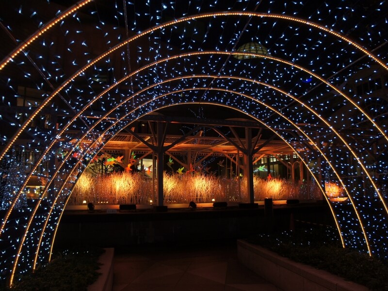 実りの秋を迎えた森