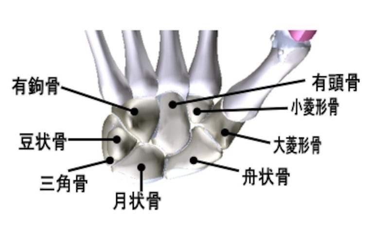 手根骨の覚え方 語呂合わせ 理学療法士試験対策 理学療法士 All About