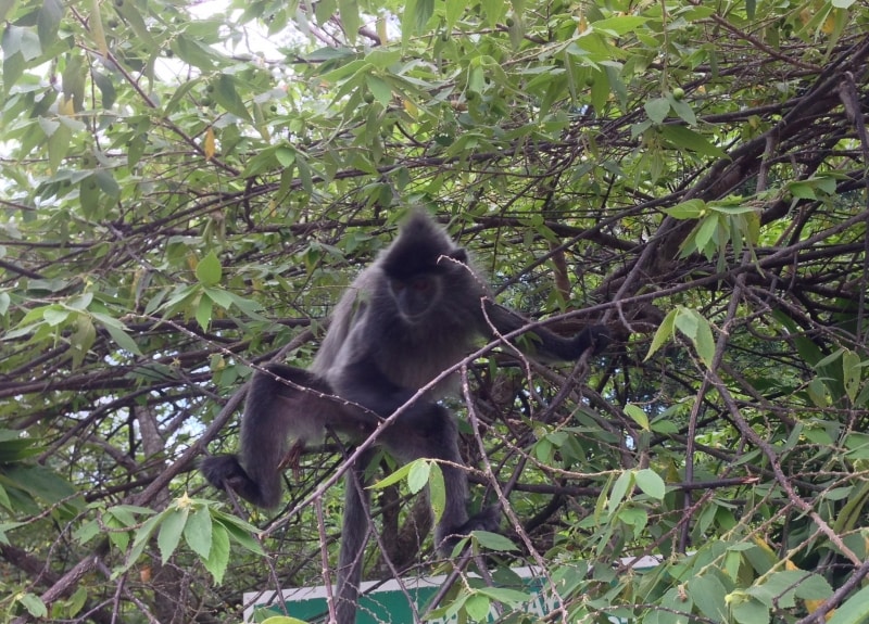 シルバーリーフ