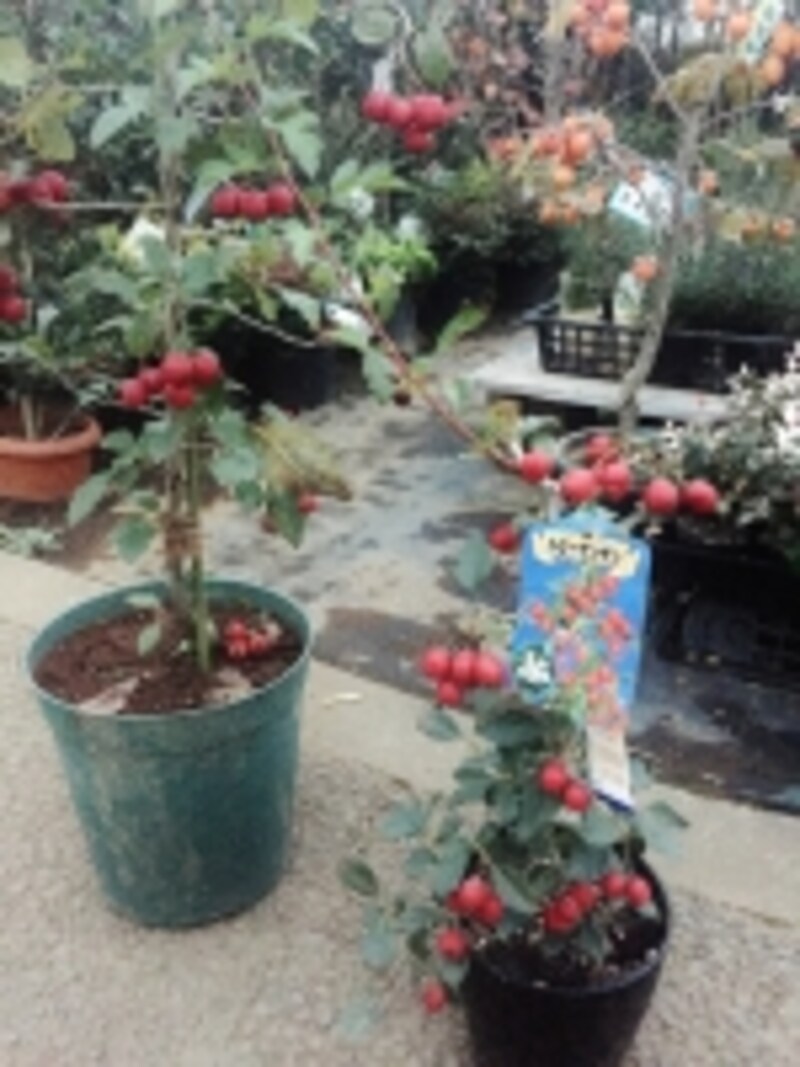 ルビーサンザシ