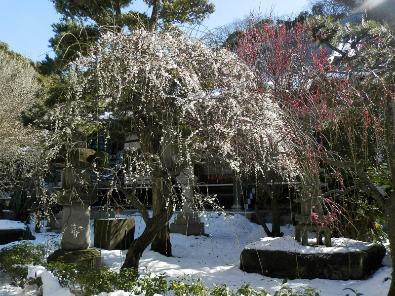 見事な枝振りの常立寺のしだれウメ