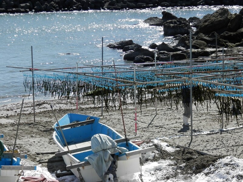 早春の風物詩、ワカメ干し