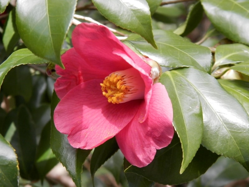 ヤブツバキの花