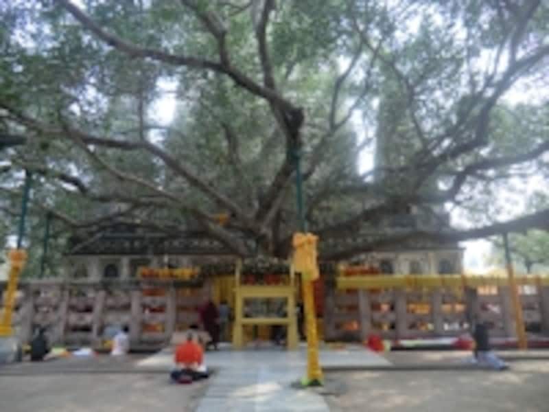 二千数百年の昔、ブッダは長い瞑想の末この菩提樹の下でついに悟りを得た