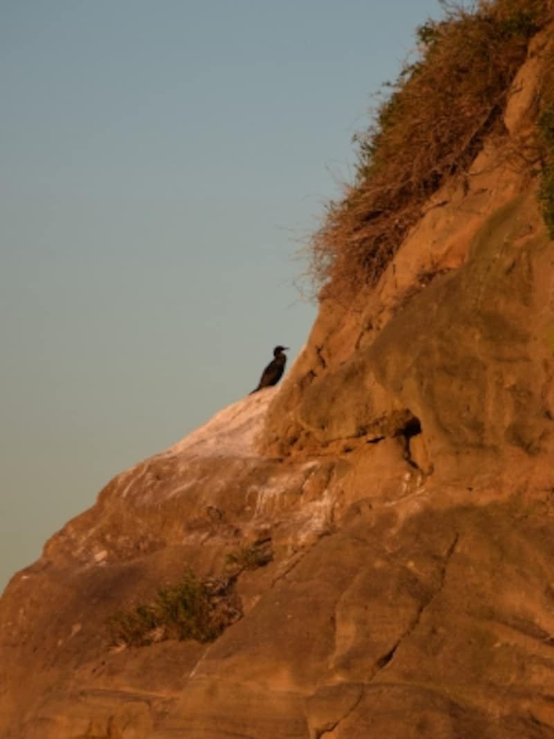 「猿島」は、海鵜(ウミウ)の生息地でもあります