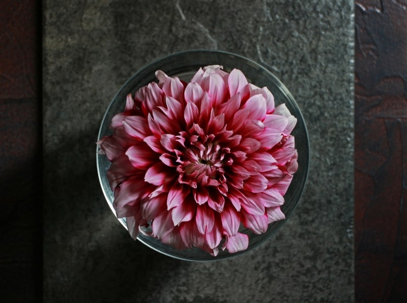 自然光だけでも花は生き生きと撮影できます