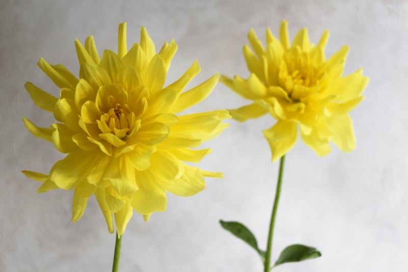 進化を遂げたデジタルカメラは、自動的に花の撮影に最適な設定を判断してくれる