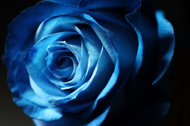 花の持っている立体感や質感、透明感は「逆光」によって際立つ