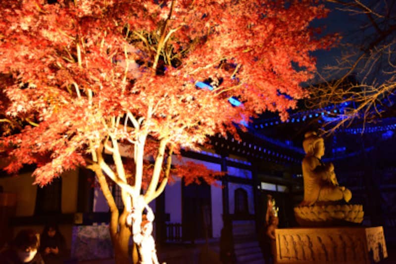 長谷寺の紅葉ライトアップ