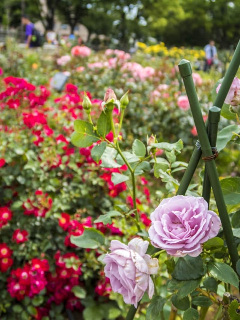56種170株のバラが楽しめます（2015年5月23日撮影）