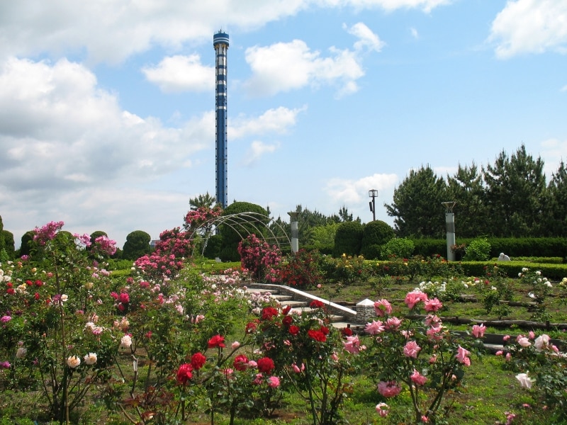 横浜・八景島の中心に位置する「丘の広場」では、約30種500株の色とりどりのバラが楽しめます（画像提供：横浜・八景島シーパラダイス）