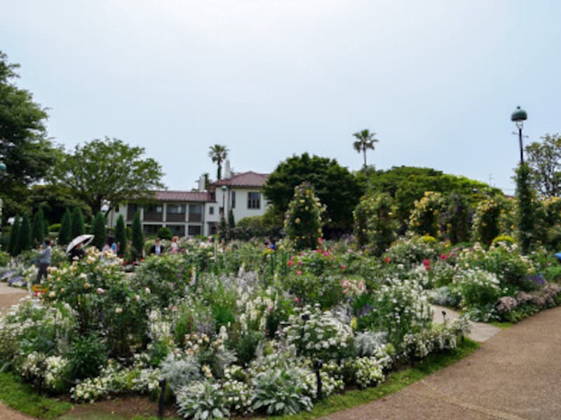 横浜でバラ観賞におすすめの公園 ガーデン21 無料で楽しめるスポットも 横浜の観光 旅行 All About