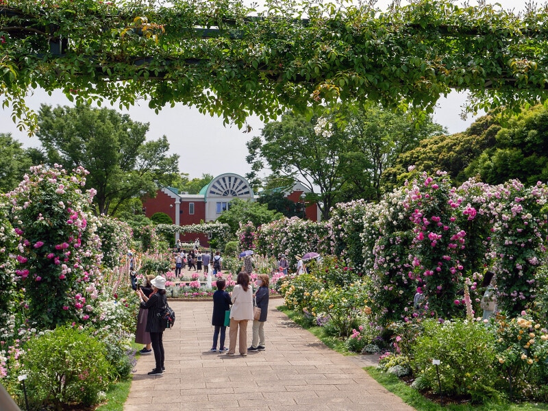 大佛次郎記念館前の沈床花壇「香りの庭」。歩くとふんわりと草花の香りが漂います（2021年5月14日撮影）