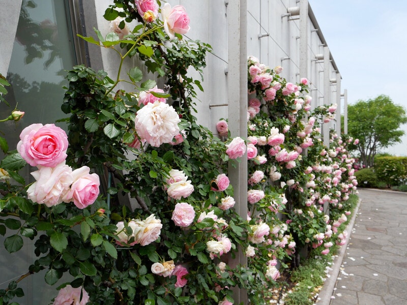 アメリカ山公園はみなとみらい線元町・中華街駅6番出口のエレベーターを上がってすぐ。駅出口壁面につたう可憐なバラ（2021年5月14日撮影）