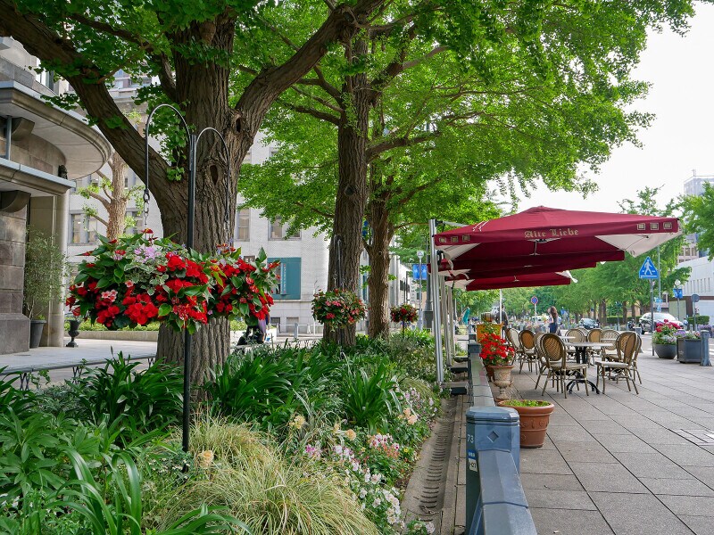 「ガーデンネックレス横浜」期間中、日本大通りでもバラが楽しめます（2021年5月14日撮影）